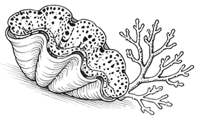Pen-and-ink sketch of a giant clam beside a branching coral