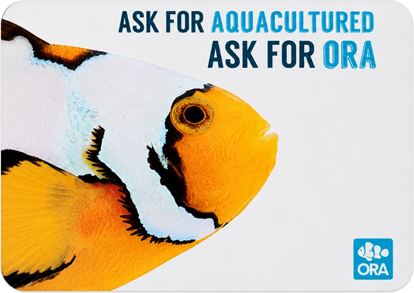 The ORA Clownfish Signature countermat shown flat: an oversized clownfish crop filling the left of the mat under the line Ask For Aquacultured, Ask For ORA, with the ORA logo at the lower right