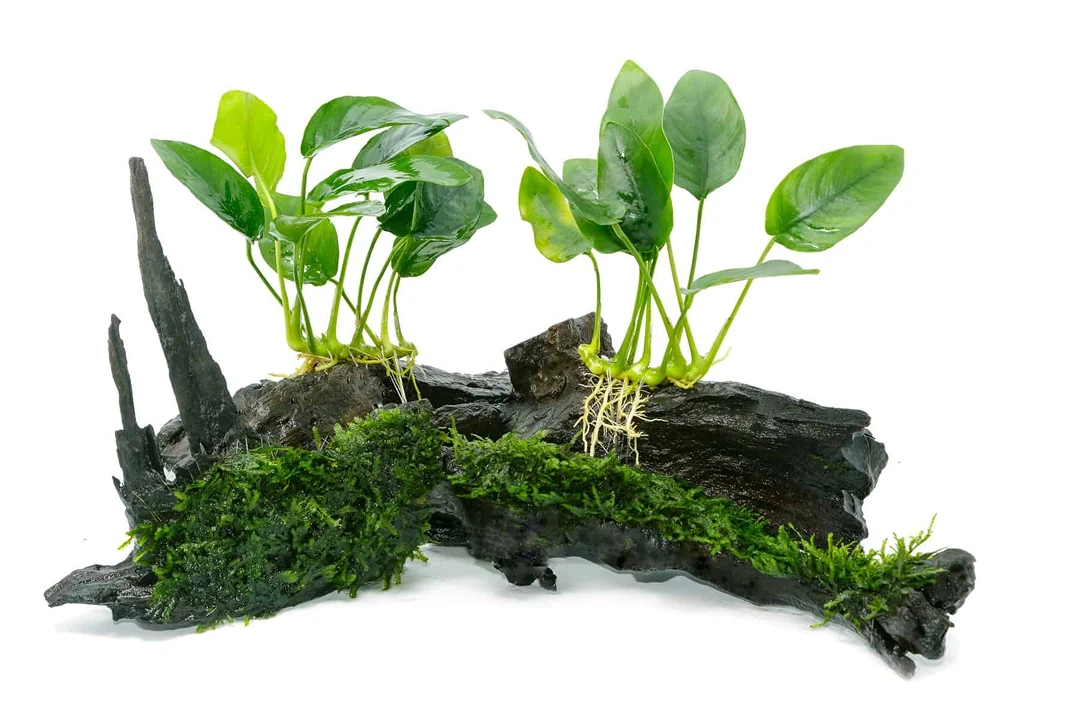 Anubias growing from a piece of aquarium driftwood, shot on white