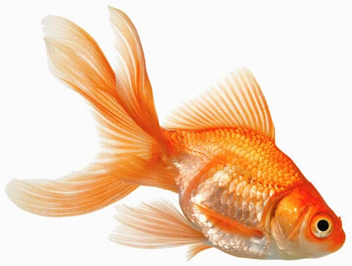 A fancy goldfish, its orange matching the brand accent