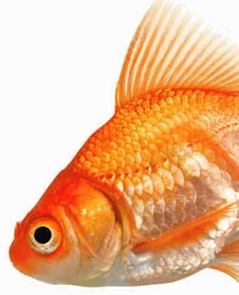 A second goldfish entering from the top corner