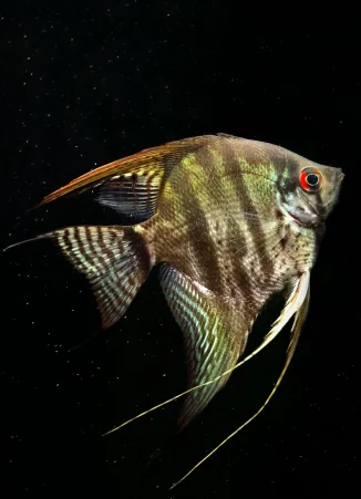 A silver angelfish lit against black