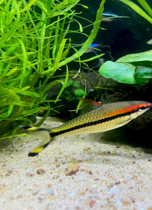 A rainbowfish over pale aquarium sand