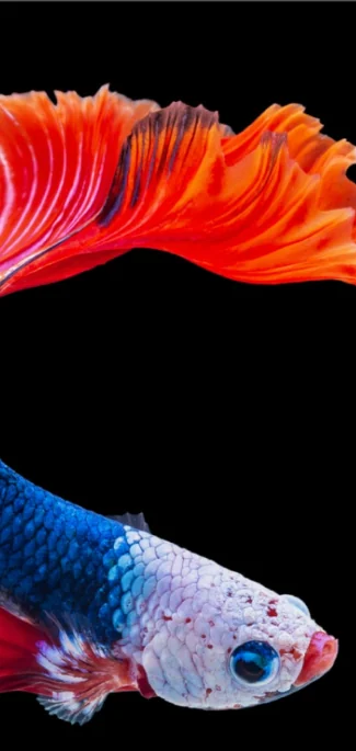 A red betta and a blue-and-white betta