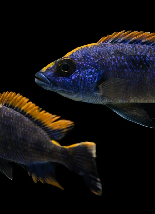 Two electric-blue cichlids against black