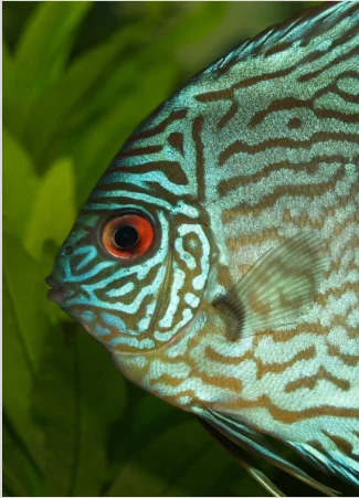 A turquoise discus among green plants