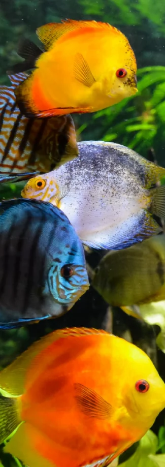 A group of orange and blue discus