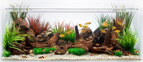 A wide planted aquarium shot on white