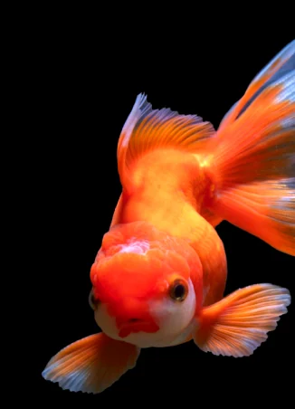 An orange and white fancy goldfish