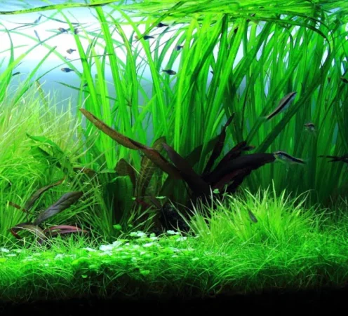 A brightly lit planted tank