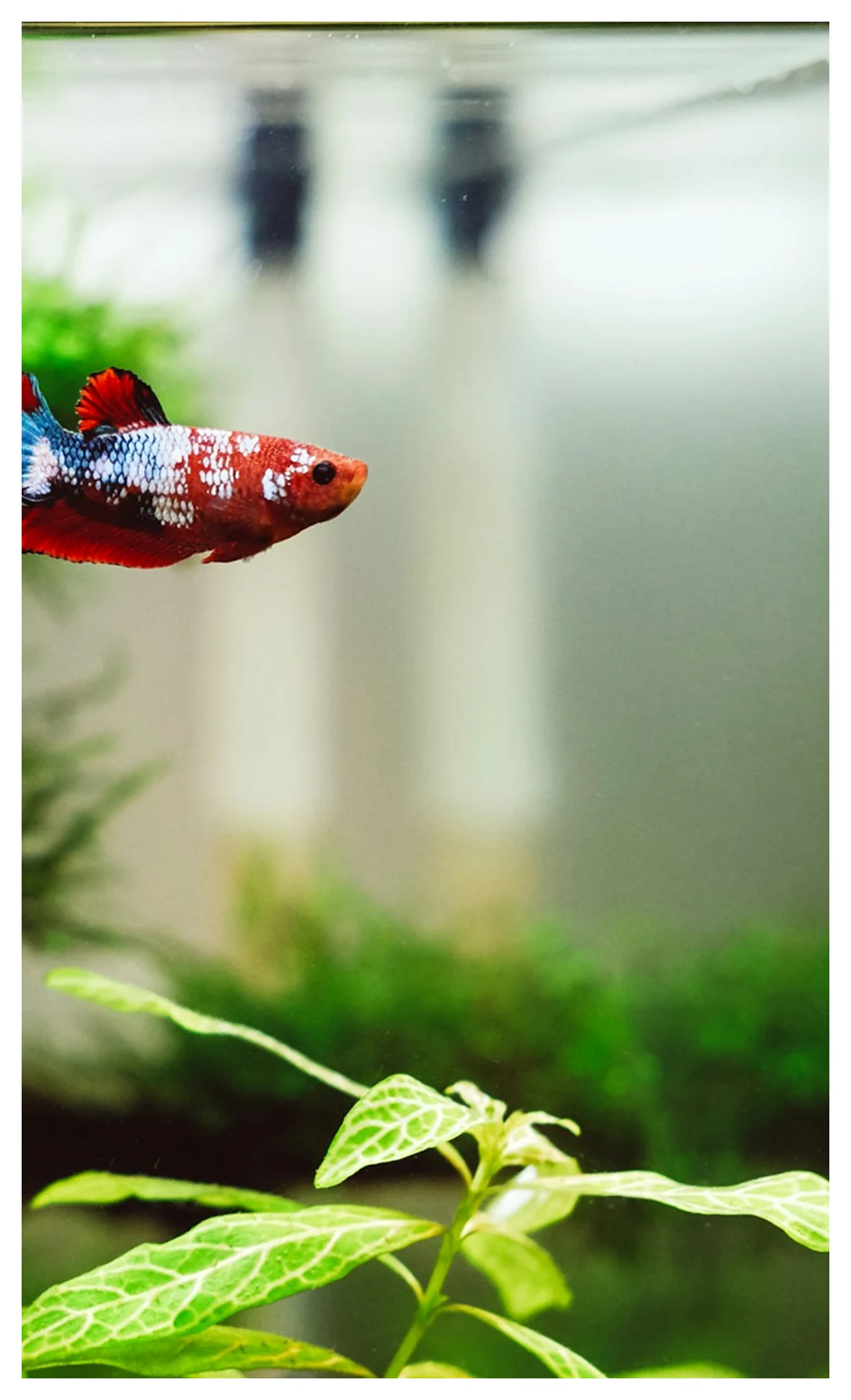 A red and blue betta in a planted aquarium