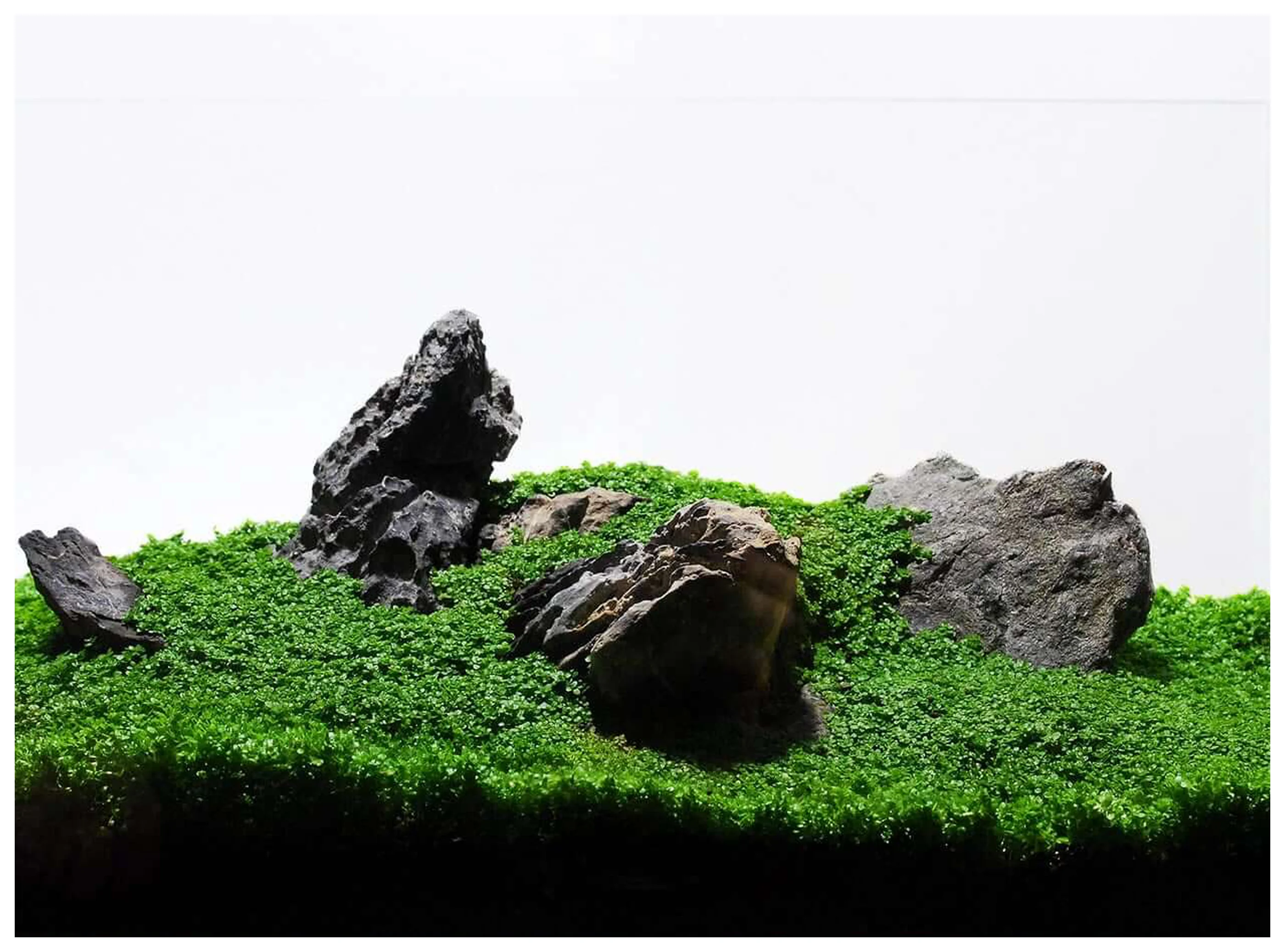 A carpeted aquascape of moss-covered stone