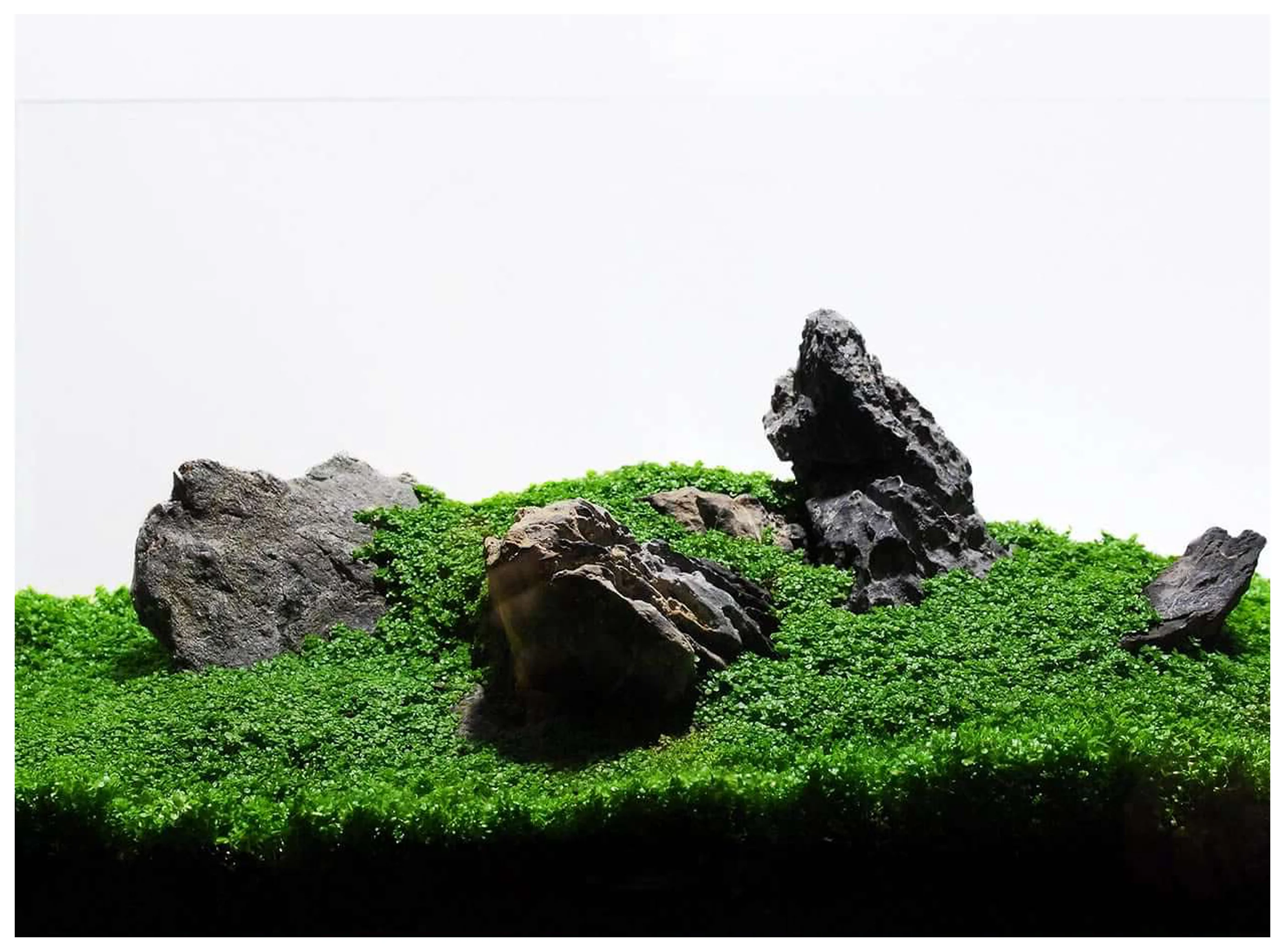 A carpeted aquascape of moss-covered stone