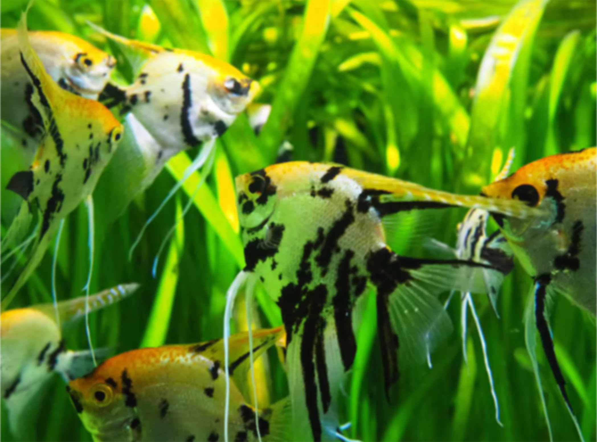 Marbled angelfish among tall green aquarium grass