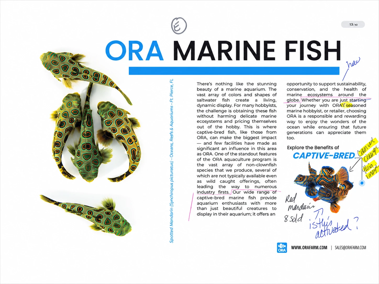 Page 13, the ORA Marine Fish spread, marked up in review: &ldquo;can we change this image?&rdquo; highlighted beside the mandarin photograph, &ldquo;just starting&rdquo; struck through, an article corrected to &ldquo;an&rdquo; before seasoned, a red bracket around the closing paragraph, and notes reading &ldquo;Red mandarin 8 sold&rdquo; and &ldquo;is this activated?&rdquo;