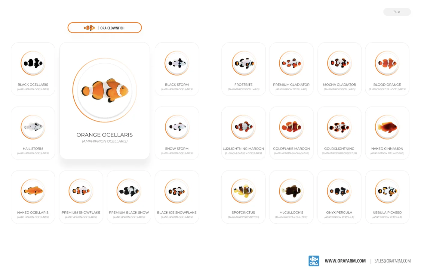 A product grid of ORA designer clownfish