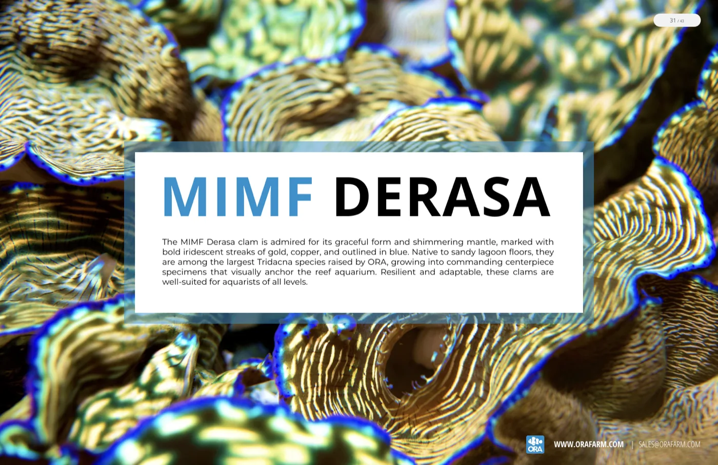 The MIMF Derasa spread