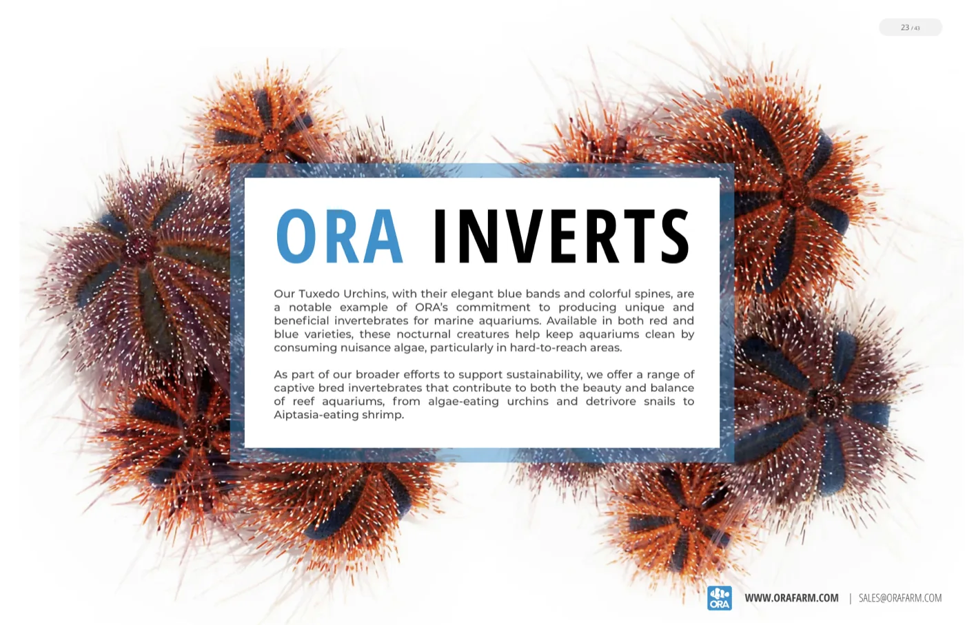 The ORA Inverts section opener