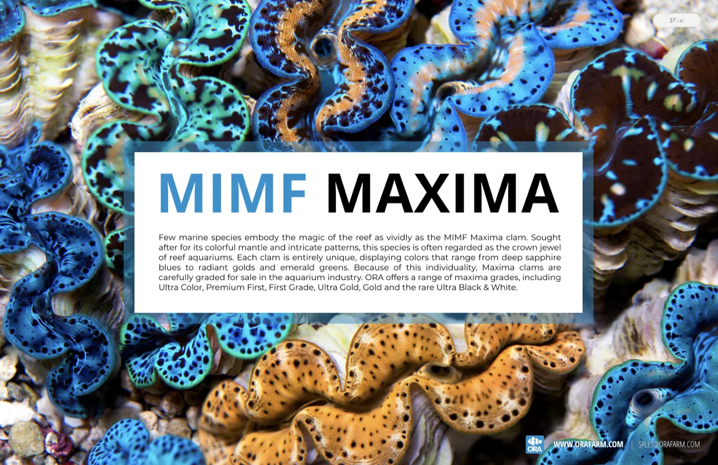 The MIMF Maxima spread