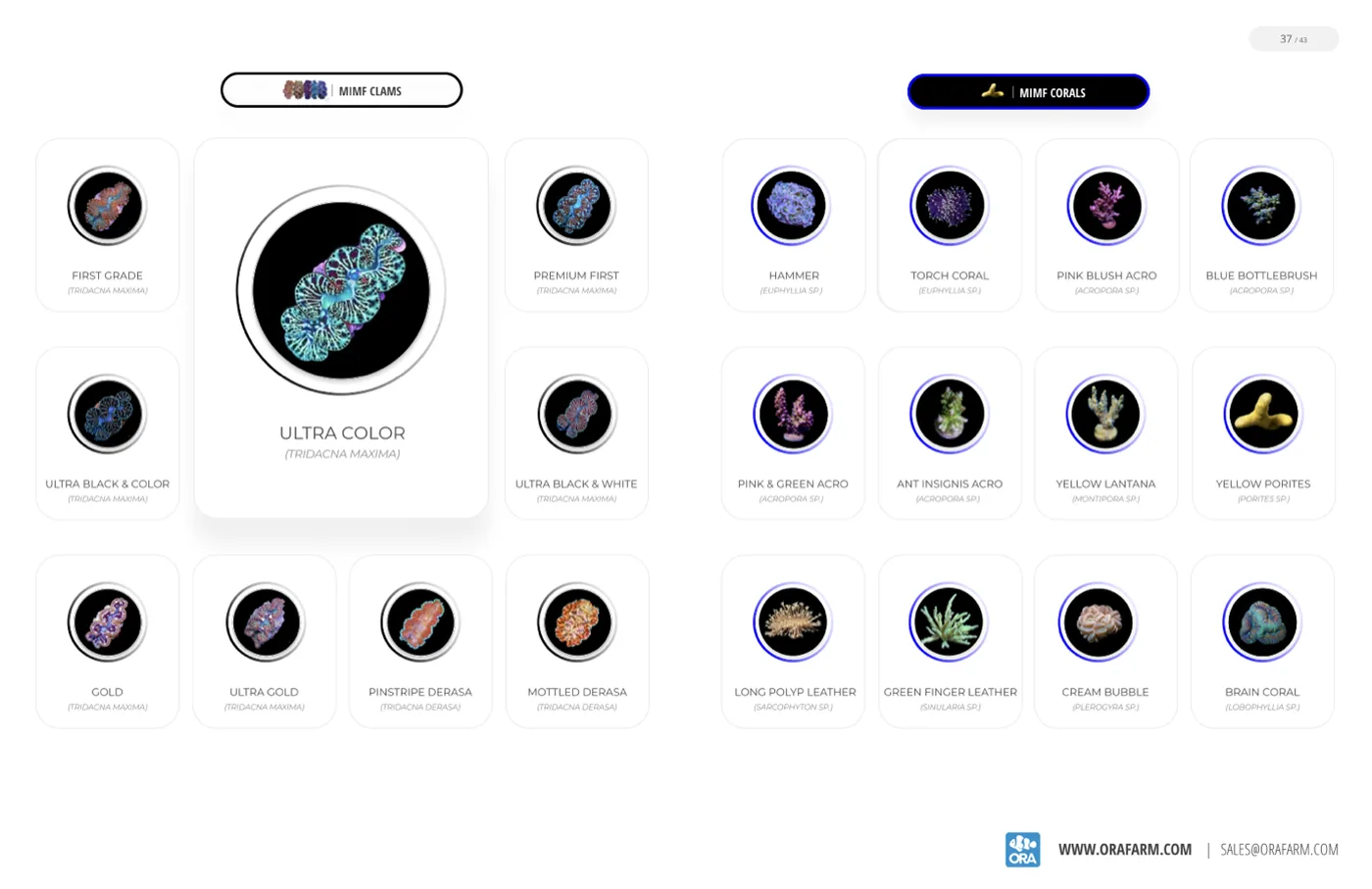 A product grid of MIMF clams and corals