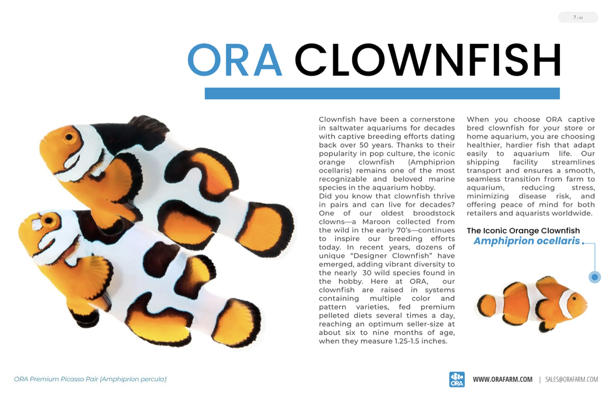 The ORA Clownfish spread, with a Premium Picasso pair photographed against white and a callout identifying Amphiprion ocellaris