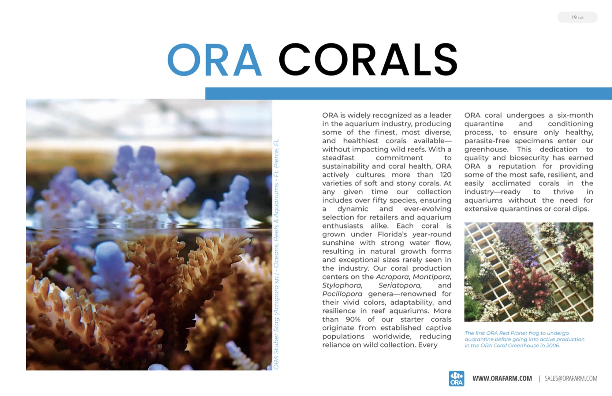 The ORA Corals spread, showing Stuber Staghorn Acropora at the waterline in a Fort Pierce raceway, beside a photograph of the first Red Planet frag in quarantine