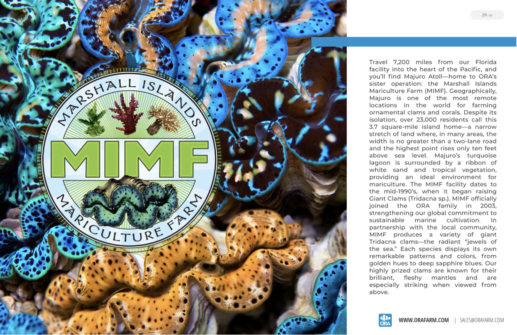 The About MIMF spread with divers and Tridacna maxima clams