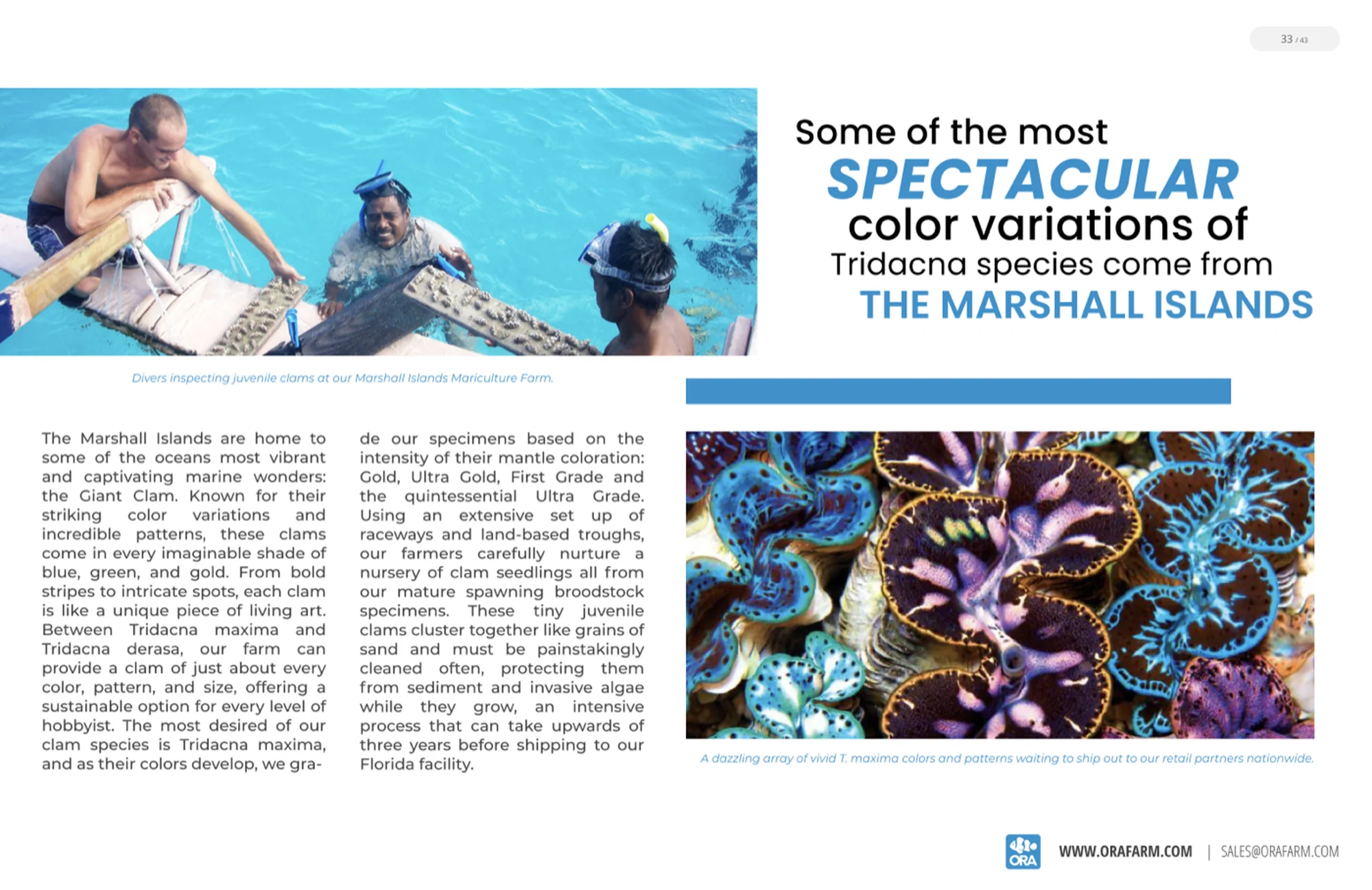 Page 33: divers inspecting juvenile clams at the Marshall Islands Mariculture Farm, beside a dense array of vivid Tridacna maxima mantles, under the headline Some of the most spectacular color variations of Tridacna species come from The Marshall Islands