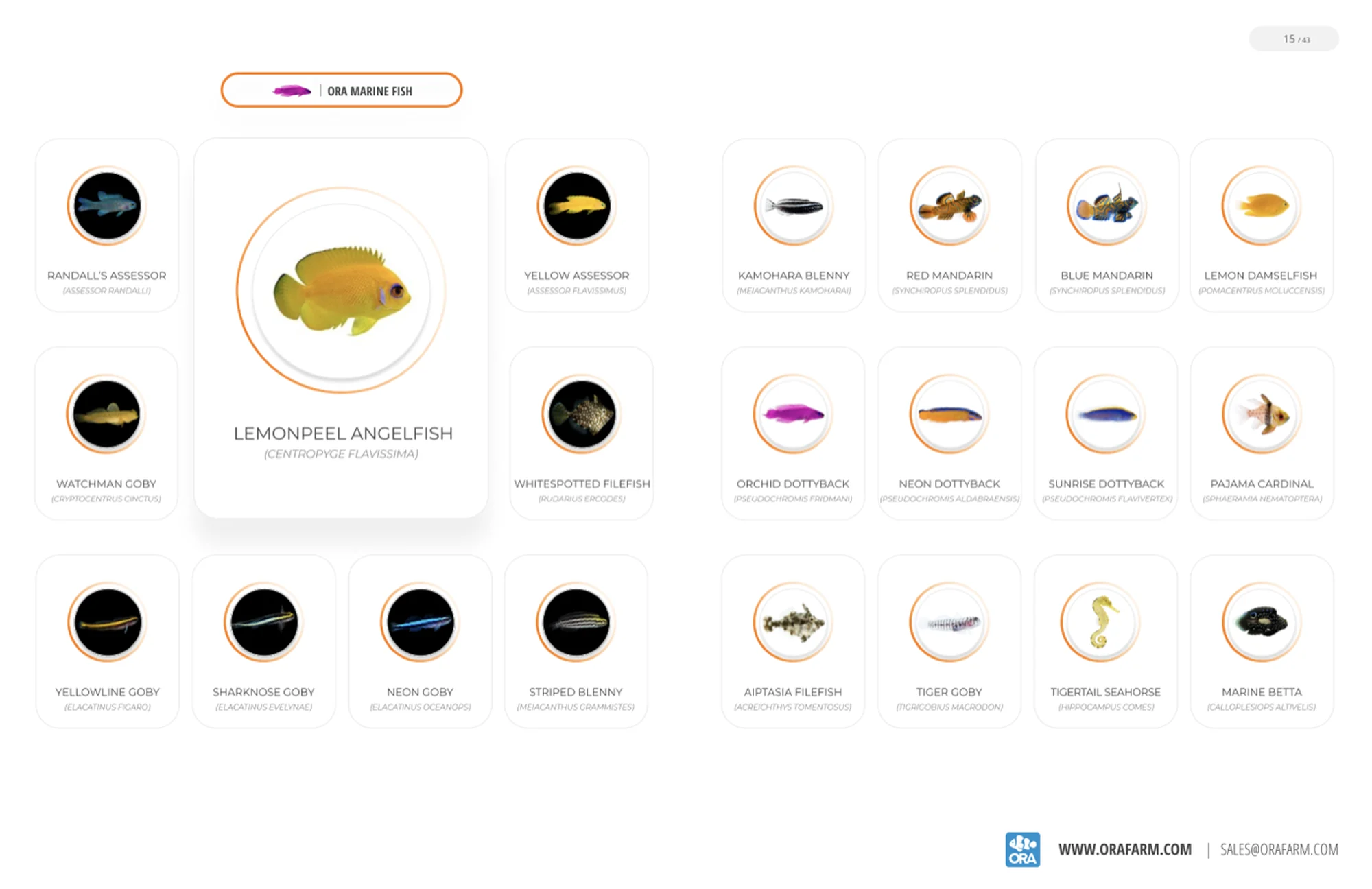 Page 15, the ORA Marine Fish catalog: twenty-three species in circular frames, each captioned with common and Latin name, with Lemonpeel Angelfish (Centropyge flavissima) enlarged as the featured card