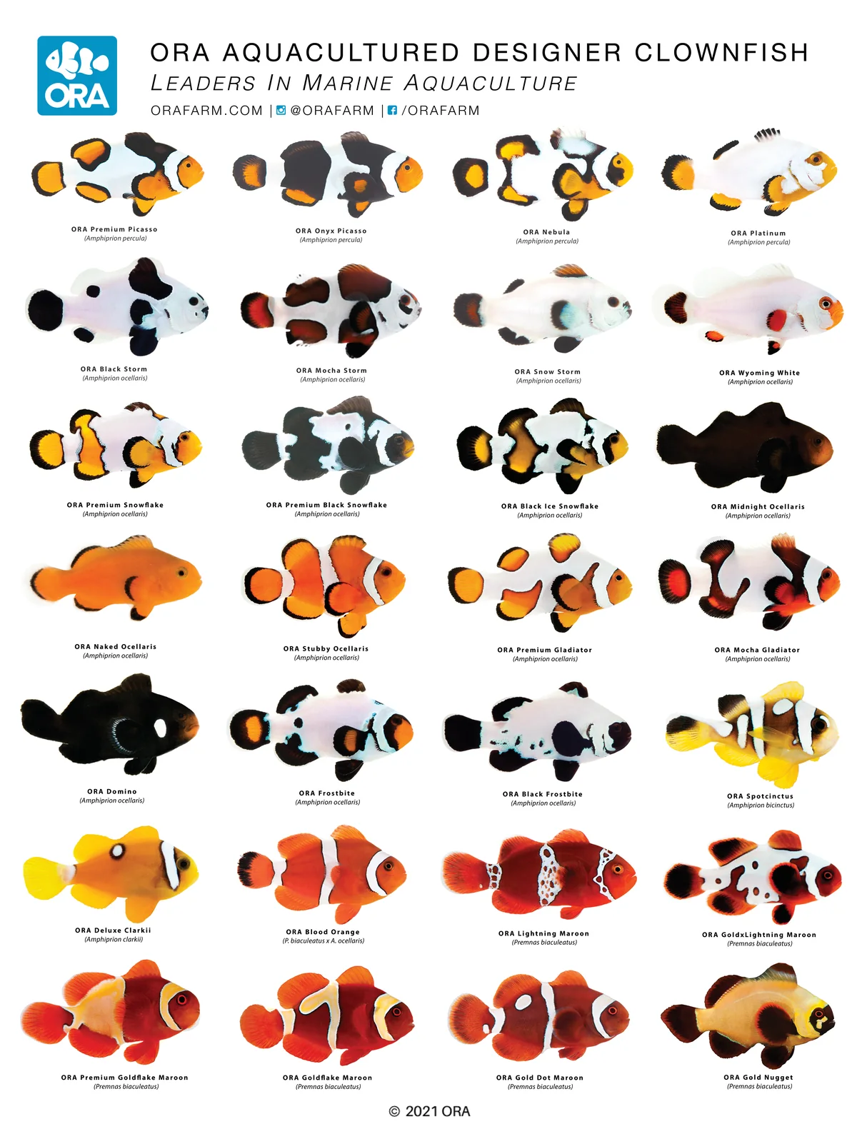 A white-ground poster of 32 designer clownfish varieties in a four-column grid, each captioned with its trade name and species