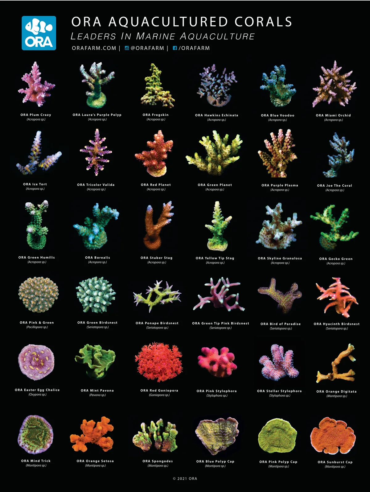 A black-ground poster of 48 aquacultured corals in a six-column grid, each captioned with its trade name and genus