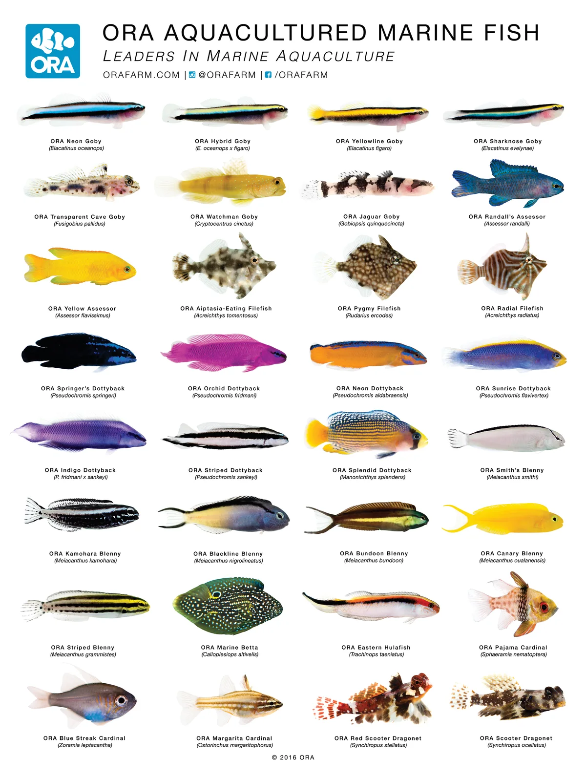 A white-ground poster of 32 aquacultured marine fish in a four-column grid, each captioned with its trade name and species