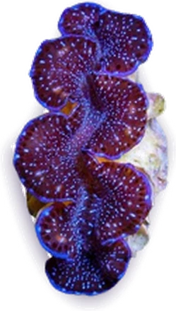 A purple-mantled Tridacna clam