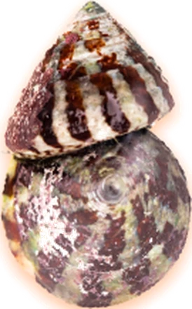 A banded turbo snail