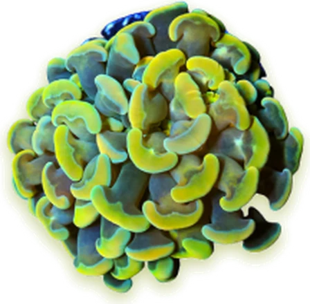 A yellow-green hammer coral colony