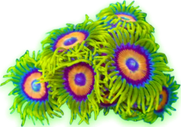A mat of rainbow zoanthid polyps