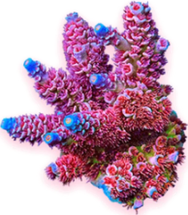 A pink acropora colony with blue tips
