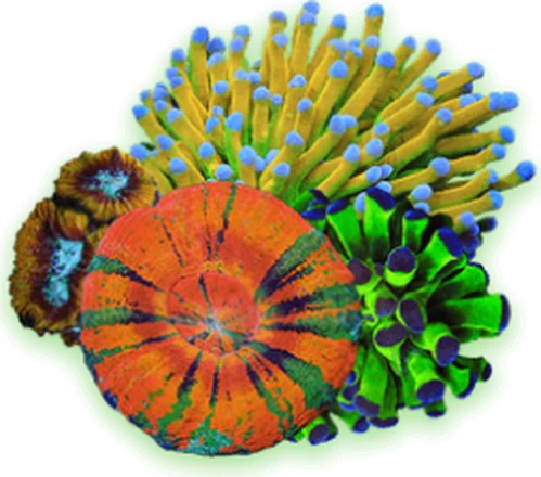 An orange plate coral among green polyps and blue-tipped anemones