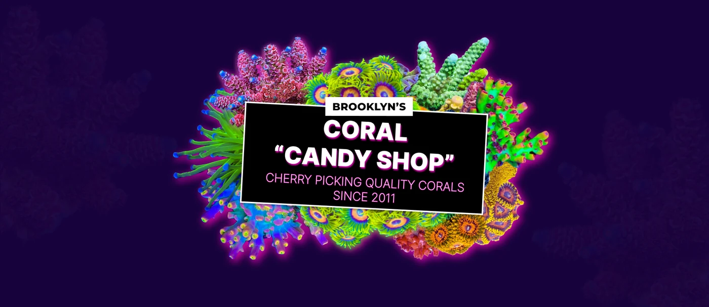 The Pop Corals hero band: a bouquet of neon corals on deep purple behind a black card reading Brooklyn&rsquo;s Coral &ldquo;Candy Shop&rdquo;, cherry picking quality corals since 2011