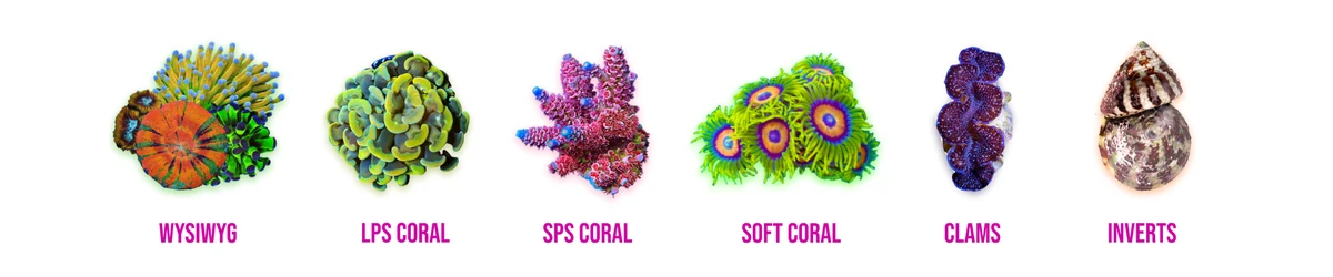 Six cut-out corals in a row on white, each labeled in magenta: WYSIWYG, LPS coral, SPS coral, soft coral, clams, inverts