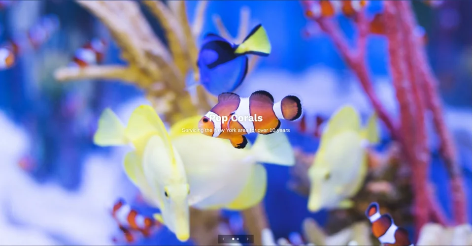 A detail of the original banner: the words Pop Corals set in thin white type directly over a photograph of fish, where they all but disappear