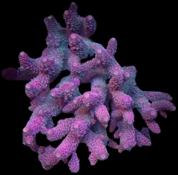 An assorted acropora colony