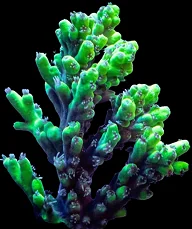 An assorted acropora colony