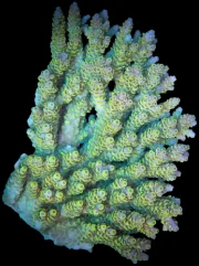 An assorted acropora colony
