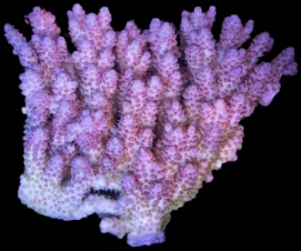 An assorted acropora colony
