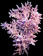 A pink assorted acropora colony