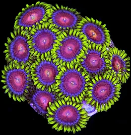 A colony of purple and green zoanthids