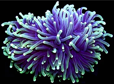 A fluorescent-tipped torch coral