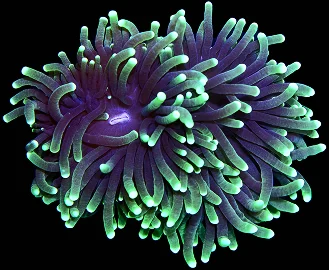 A blacklight torch coral