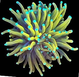 A banana torch coral